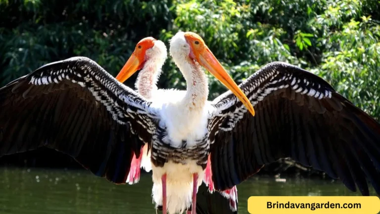 ranganathittu bird sanctuary boating timings