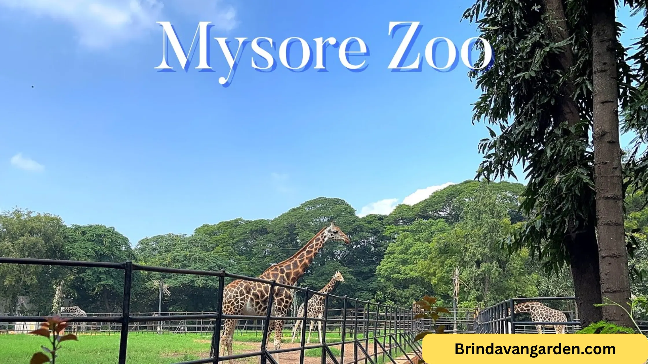 mysore zoo ticket price