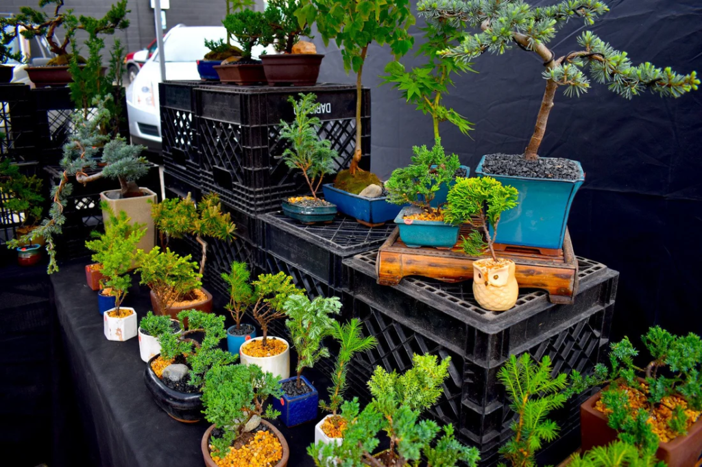 bonsai garden